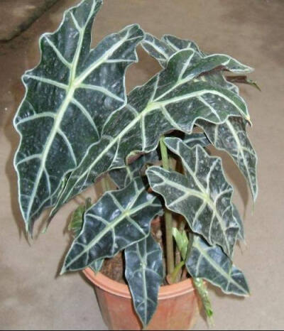 箭叶海芋（学名：Alocasia longiloba Miq.）天南星科，海芋属多年生上升草本植物。根茎圆柱形，长可达20厘米，上部被宿存叶鞘，叶柄绿色，成年植株叶片长箭形，前裂片长圆状三角形，花序柄长可达25厘米。佛焰苞淡绿…