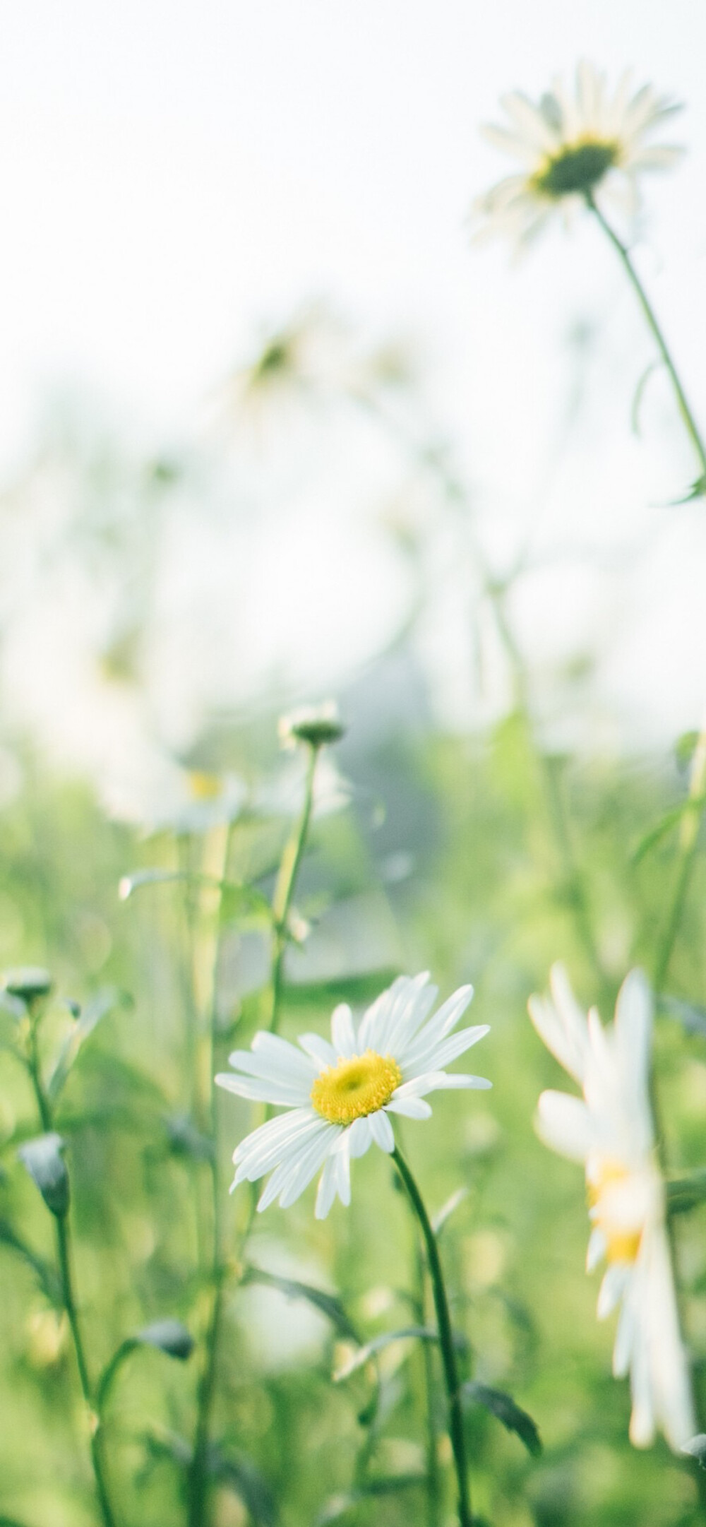 雏菊