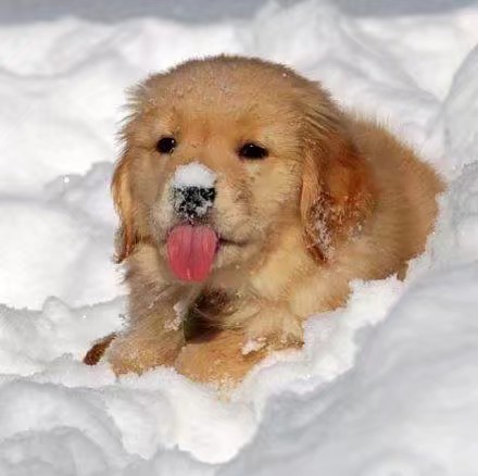 第一次见到雪的宝宝们，看着就开心呀