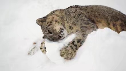 第一次见到雪的宝宝们，看着就开心呀