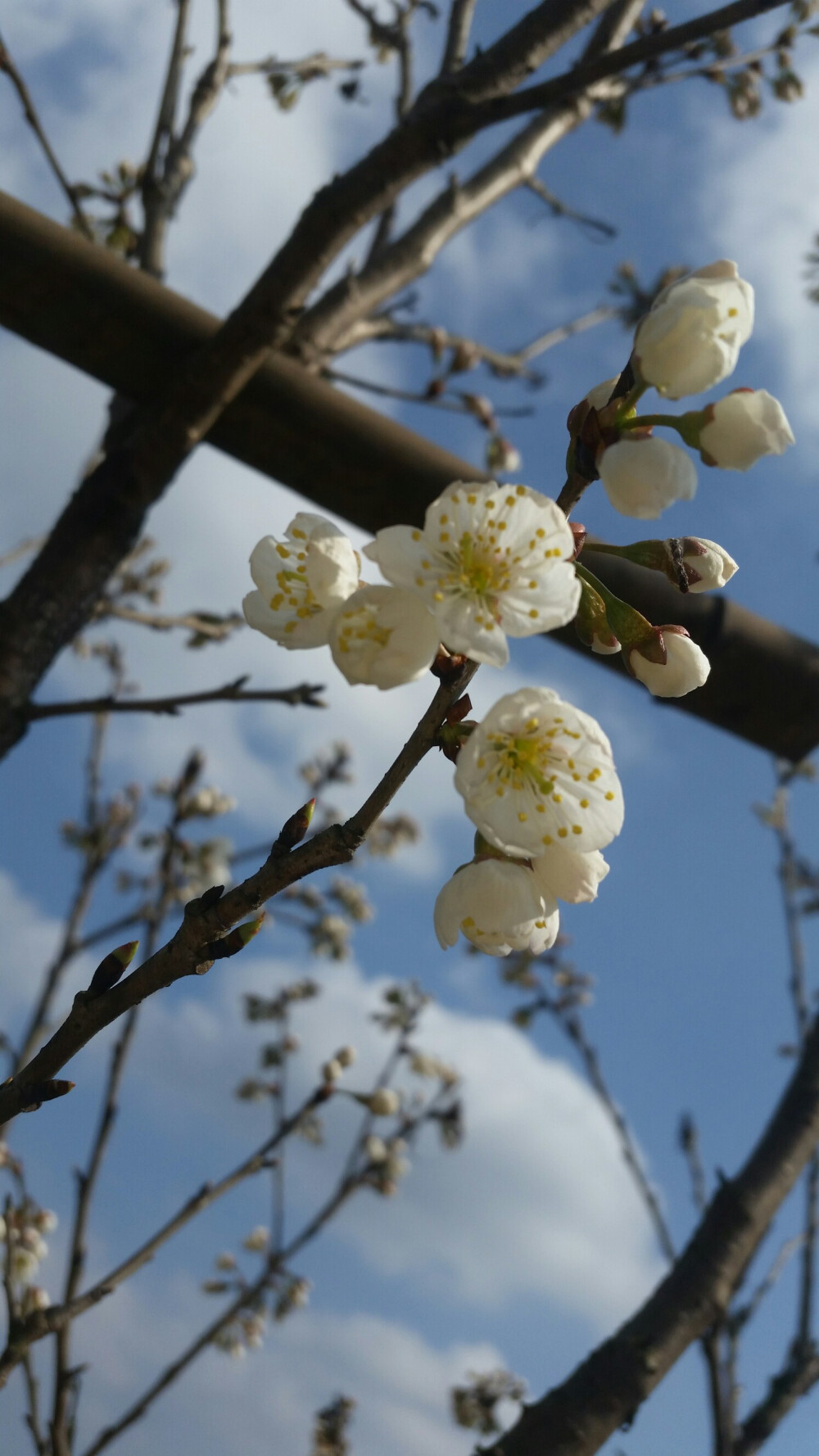 二月梨花