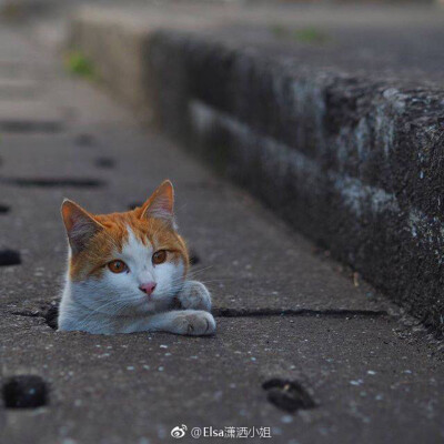 花猫 橘猫 可爱搞笑 猫咪 萌宠 可爱喵星人