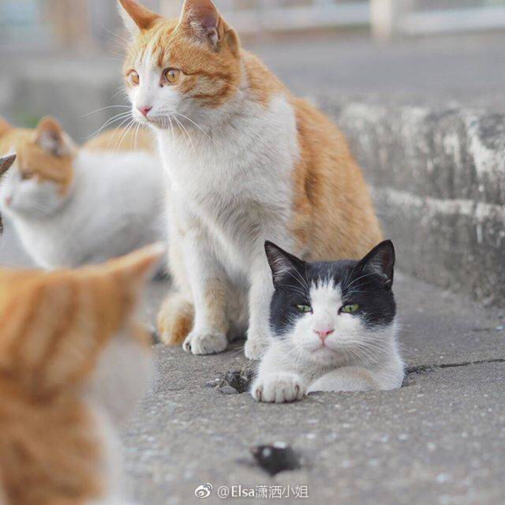 四只猫 三只橘猫 路边猫咪可爱喵星人