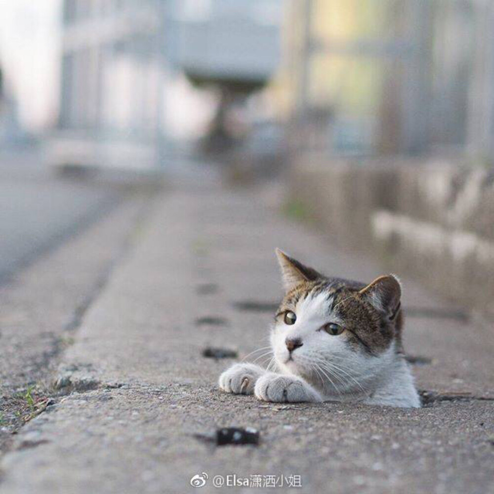 卡住了！路边猫咪可爱搞笑喵星人