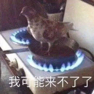 肥宅快乐图