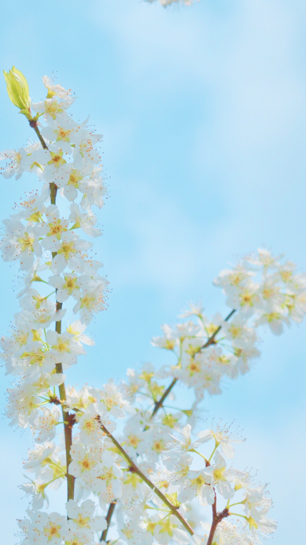 花花草草