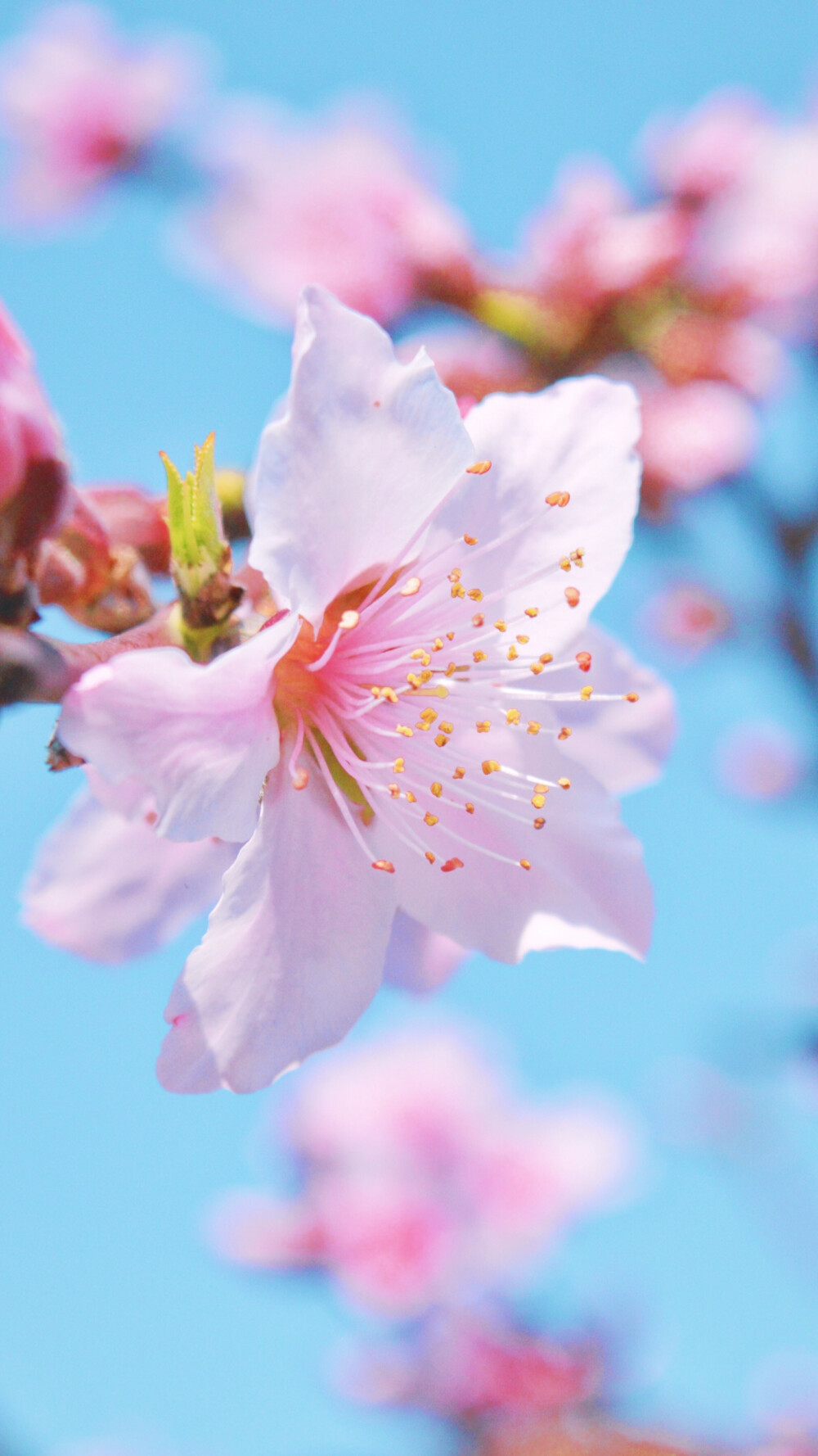 花花草草