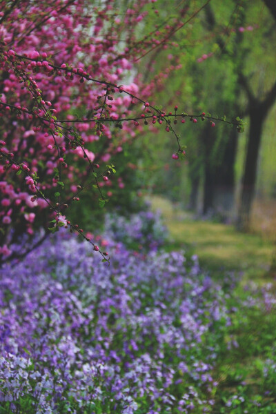 花与境