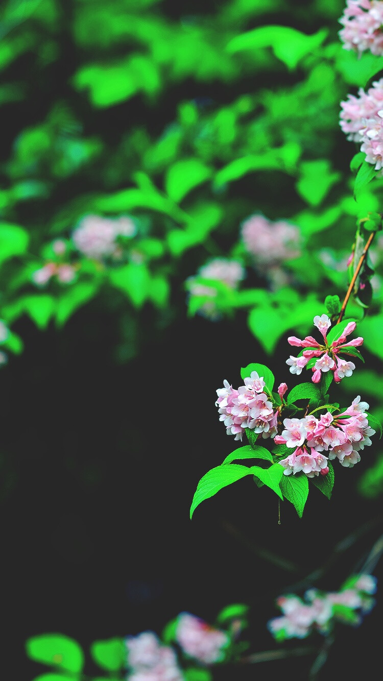 花与境