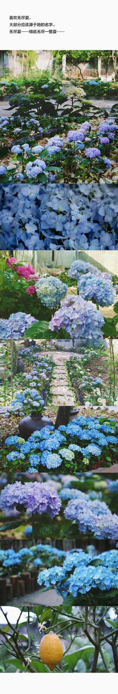 紫阳花
