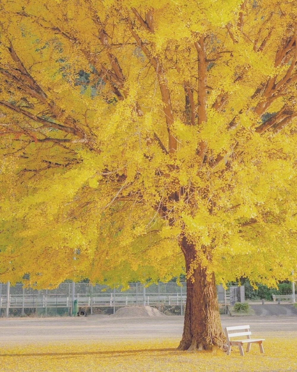 时光温柔
岁月静好