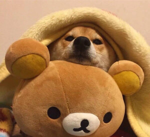 情侣头像 趣味 插画 动漫