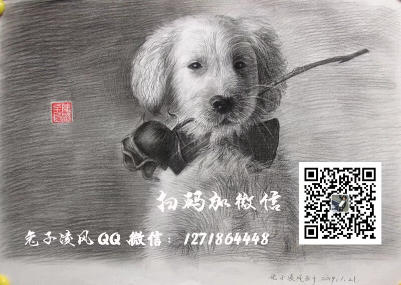 素描画金毛犬