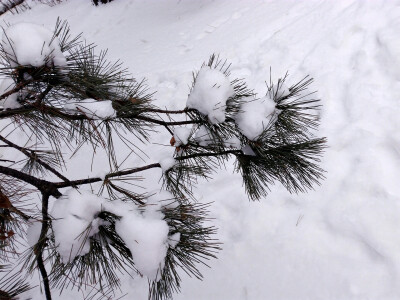 雪