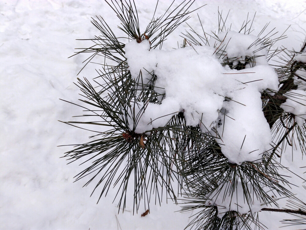 雪