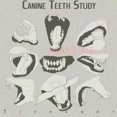 动漫犬科动物绘画参考