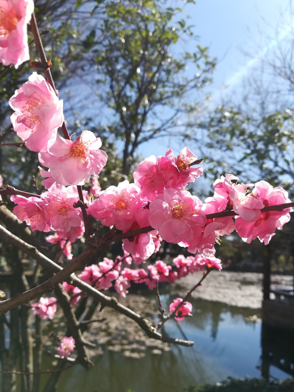 花色石观楼景