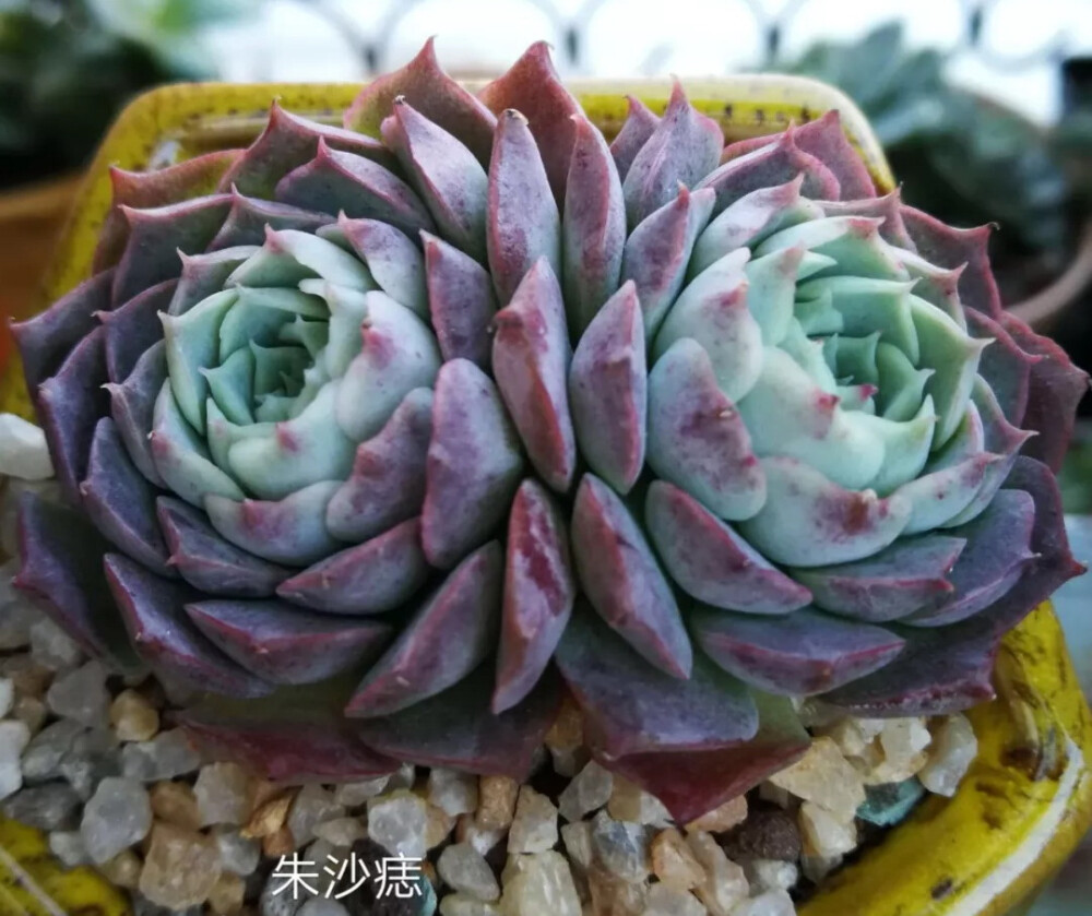 朱砂痣 Echeveria 'Red hole‘