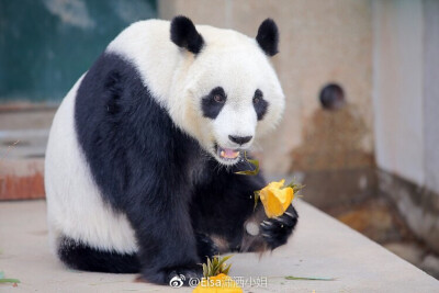 大熊猫怎么那么可爱啊！黑白色的搭配太经典了，激萌我一脸啊！！！可以拿来当头像，还可以拿来当朋友圈的封面吧，太乖了。