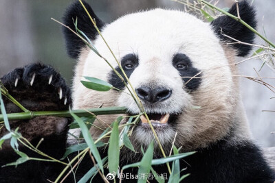 大熊猫怎么那么可爱啊！黑白色的搭配太经典了，激萌我一脸啊！！！可以拿来当头像，还可以拿来当朋友圈的封面吧，太乖了。