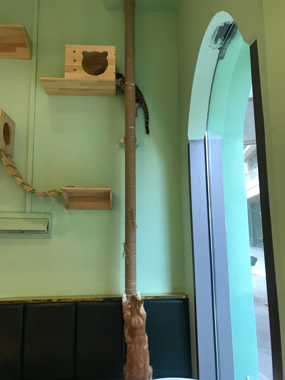 河源喵小猫咖啡店