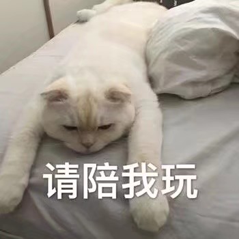 可爱猫咪表情包