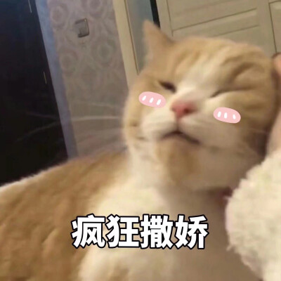 可爱猫咪表情包