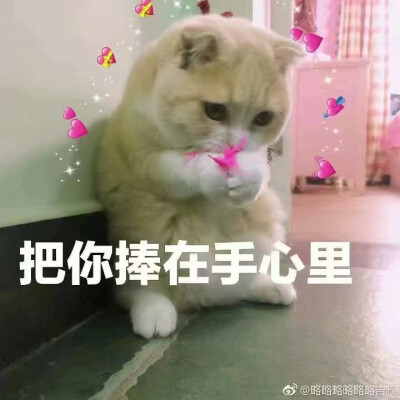 猫咪表情包 请收好