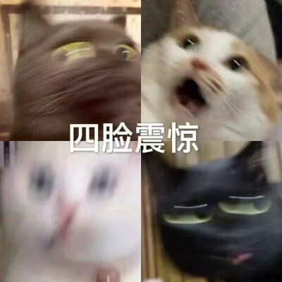 猫咪表情包 请收好