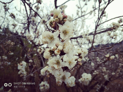 樱桃开花，
鹅毛大雪。