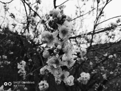 樱桃开花，
鹅毛大雪。