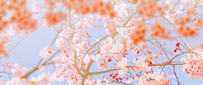 自截☆伤物语☆sakura