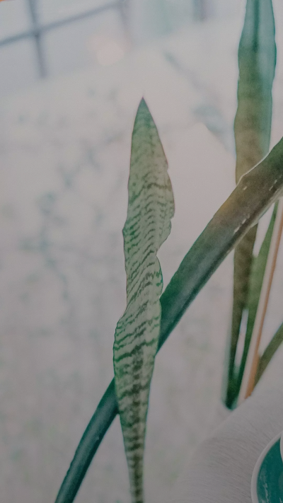 植物 唯美 自然风景 高清壁纸