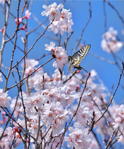 花的世界