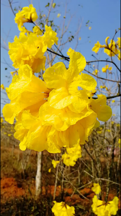 黄花风铃木