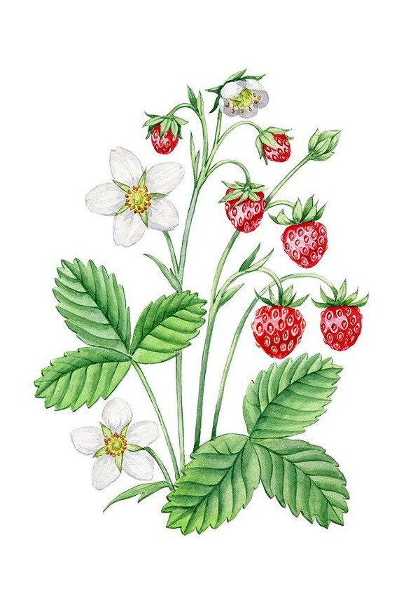 花卉 植物 插画 By_Беставашвили Дарья（俄）
