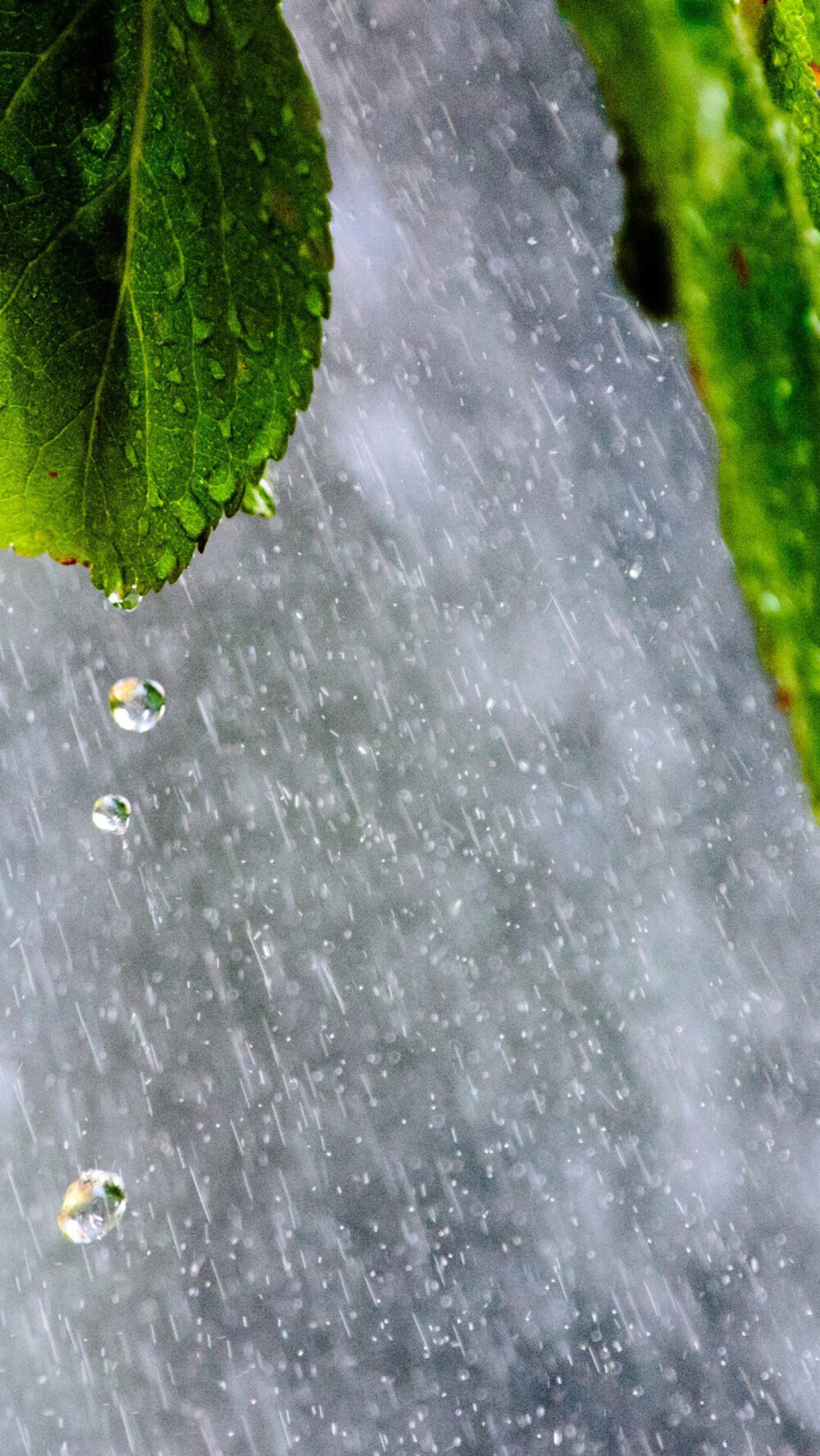 听雨