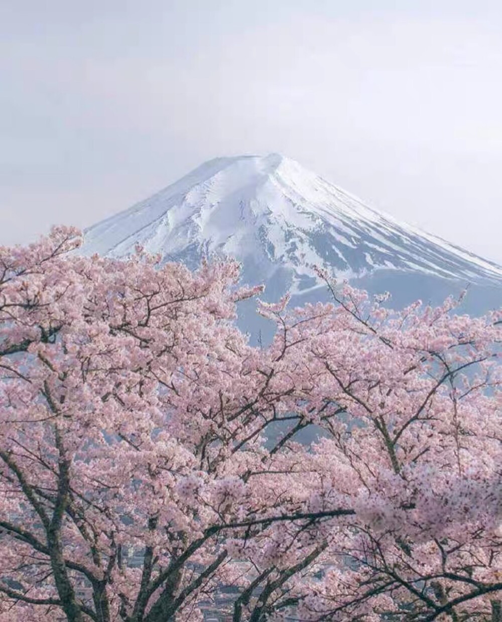 四季的富士山