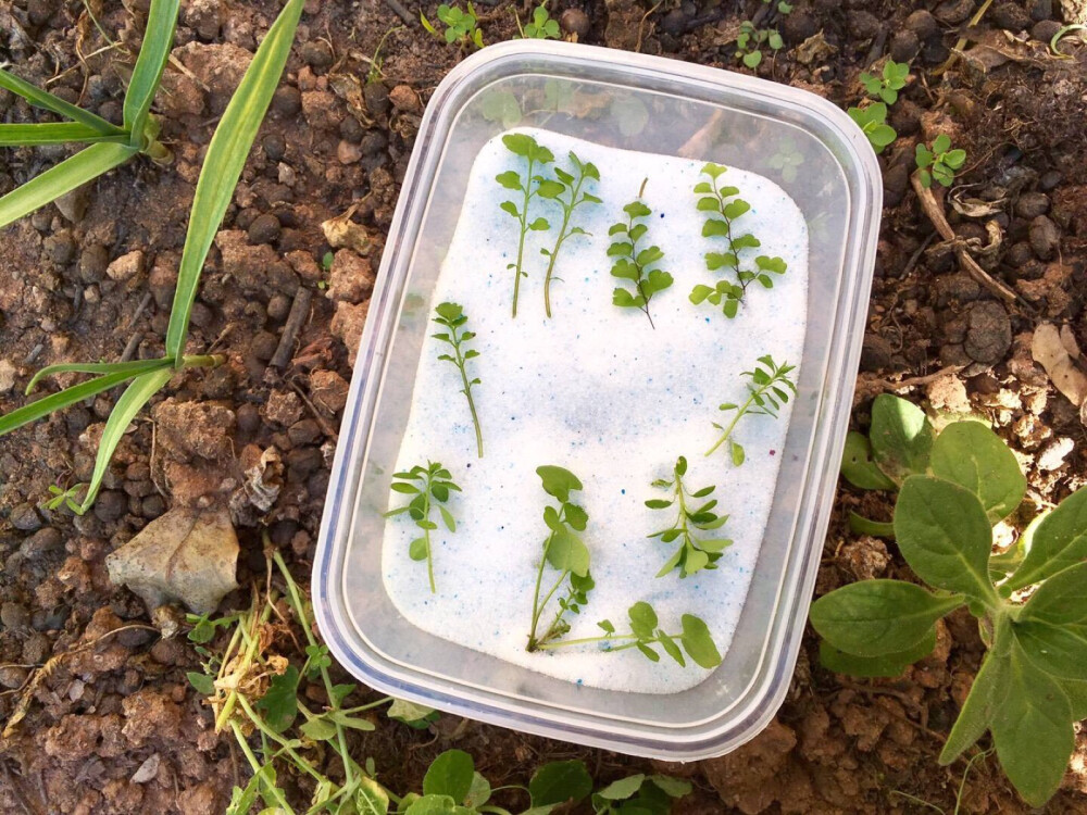 植物标本 ?；ū瓯?浮游瓶