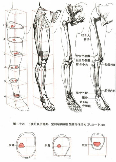 人体躯干四肢骨骼绘画练习参考?。昵崛?，怕爆肝吗？不怕就戳这里→：°欲学此课，必先成魔！九关过，业可成?。?手绘# 绘画 插画 #轻微课# #学画画上轻微课# ????