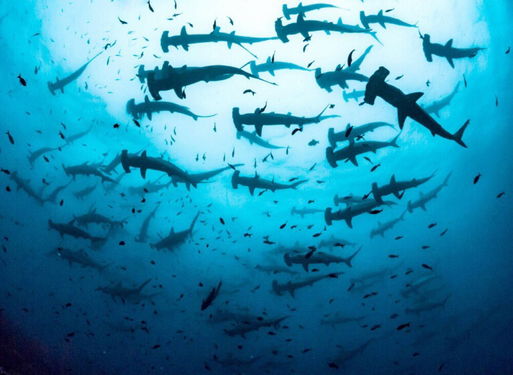 数百条双髻鲨(Hammerhead shark)在海中游弋，厄瓜多尔加拉帕戈斯国家公园。双髻鲨是一种主要生活在热带和亚热带海域的大型鲨鱼，体长可达到6米。它们的眼睛位于细长头部的两端，通过左右摆动获得360的全方位视角。由于全球鱼翅消费市场增长，过去25年中，双髻鲨遭到过度捕杀，数量减少超过80%，已被列入濒危物种。摄影师: Simon Pierce