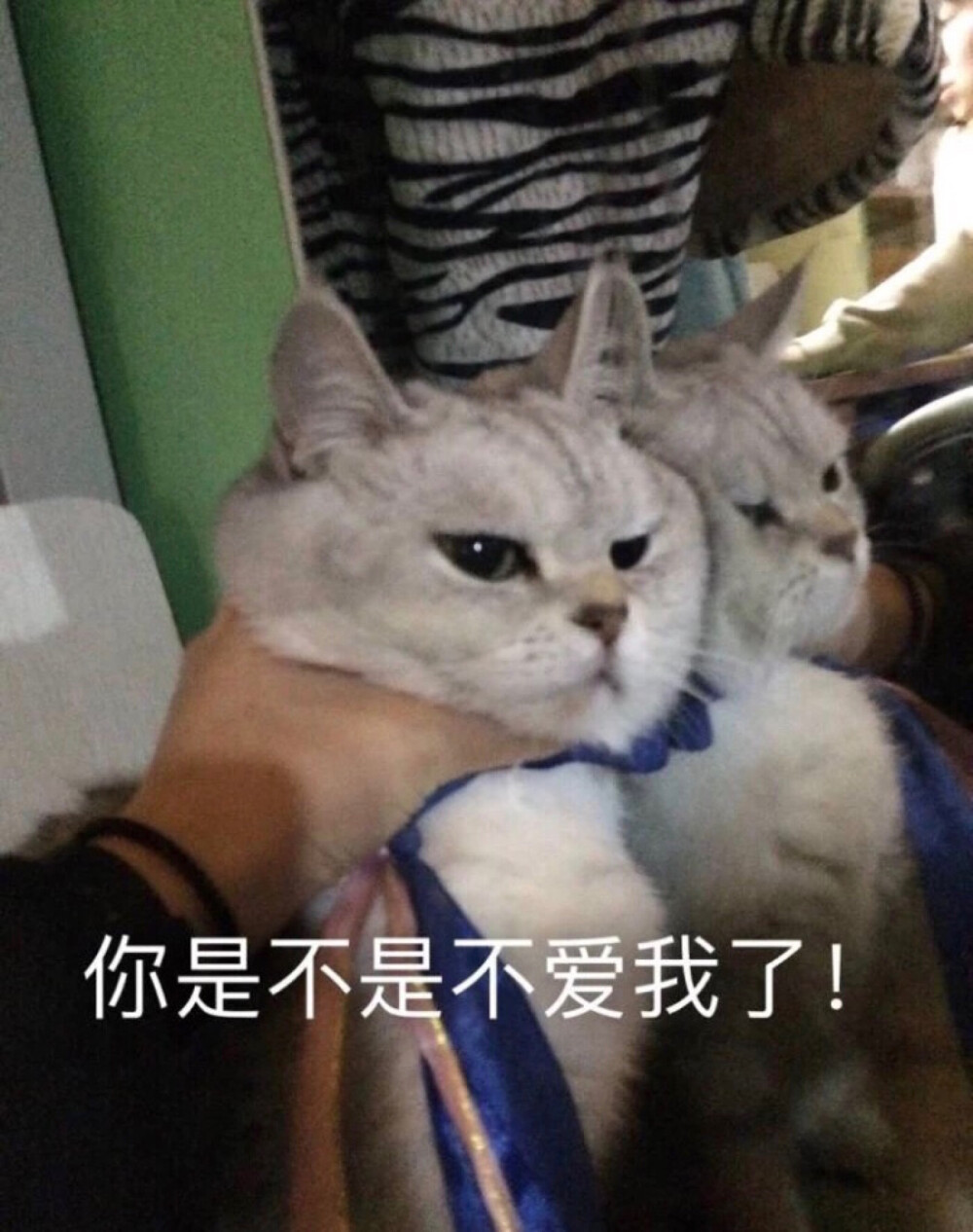 猫猫 表情包 头像 可爱哟 呼呼哈嘿