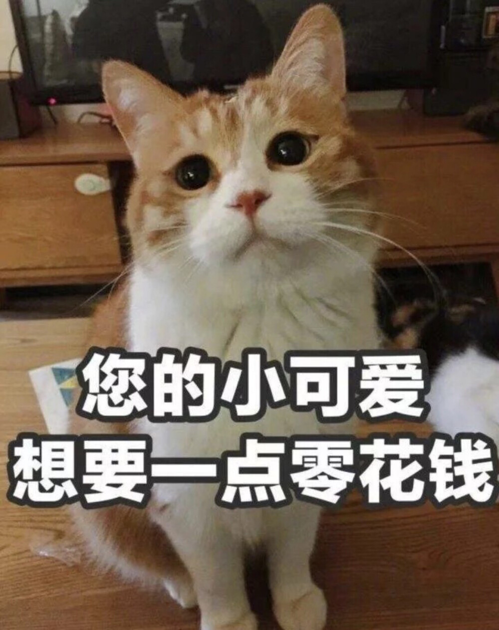 猫猫 表情包 可爱 柴犬宝宝 头像 呼呼哈嘿