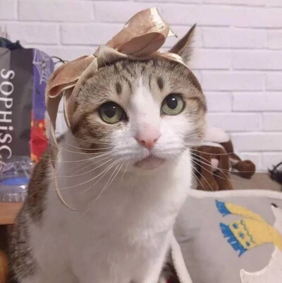 猫咪情头