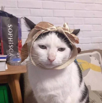 猫咪情头