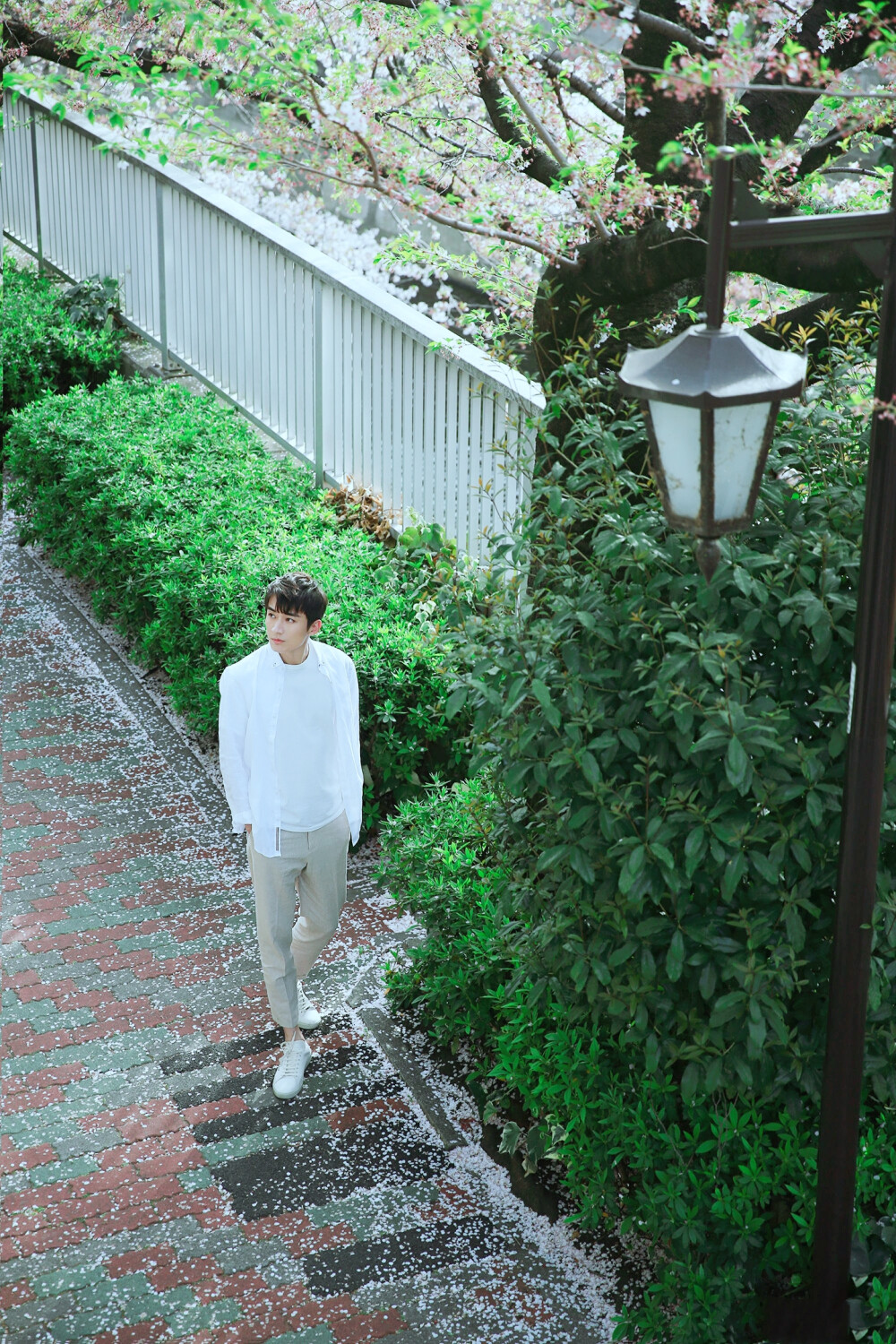 樱花树下的白衣少年