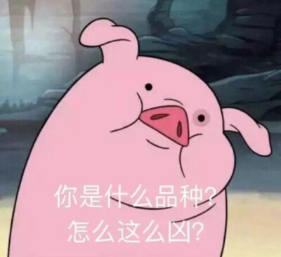 萌宠 动漫 可爱 头像