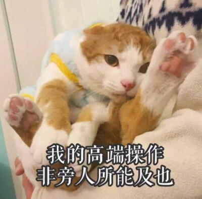 萌宠 动漫 可爱 头像