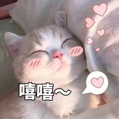 萌宠 动漫 可爱 头像