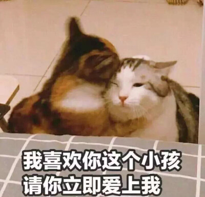 萌宠 动漫 可爱 头像